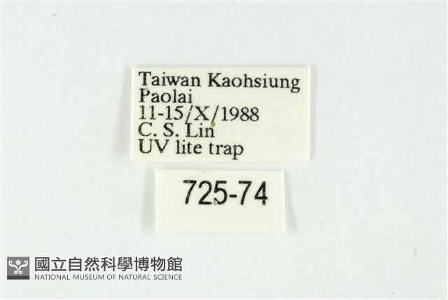 白斑散紋夜蛾藏品圖，第3張