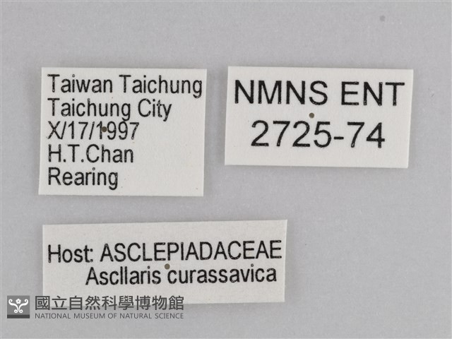 樺斑蝶藏品圖，第3張