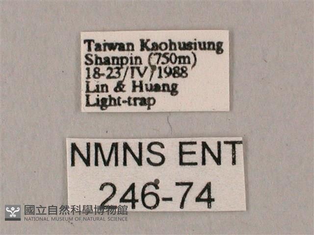 白點天蛾 藏品圖，第3張