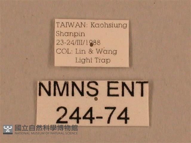 背線天蛾藏品圖，第3張