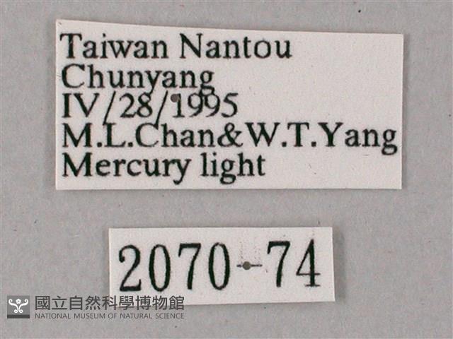 齒翅三線天蛾藏品圖，第3張