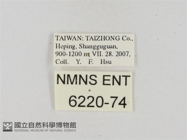 假禾弄蝶藏品圖，第3張