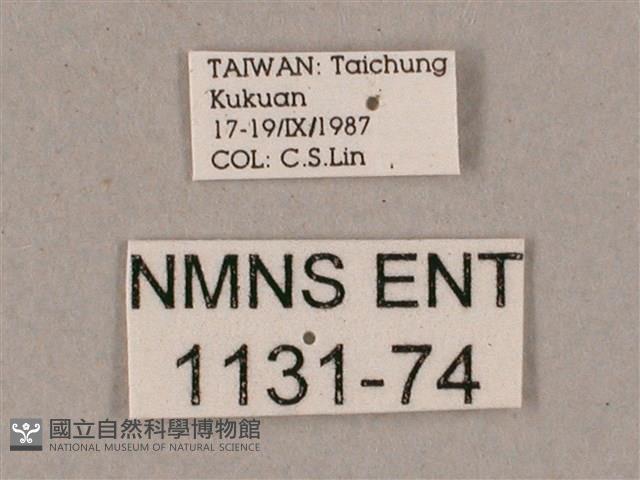 榆綠天蛾藏品圖，第3張