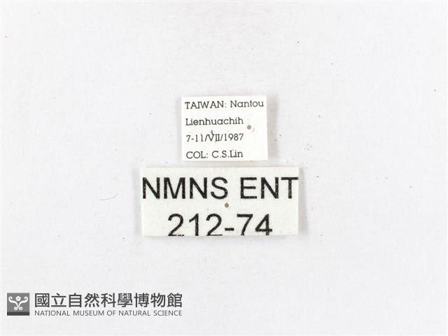 木毒蛾藏品圖，第3張