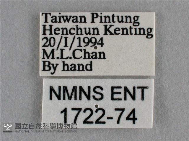 雅波灰蝶藏品圖，第3張