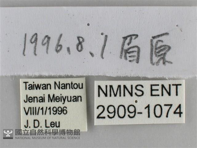 尖翅褐弄蝶藏品圖，第3張