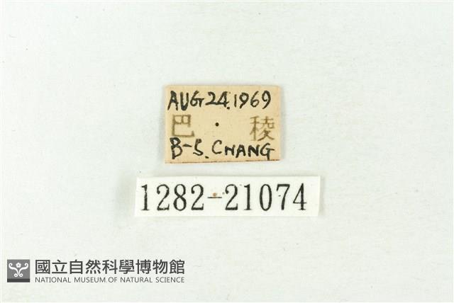 白斑嫵琉灰蝶藏品圖，第3張