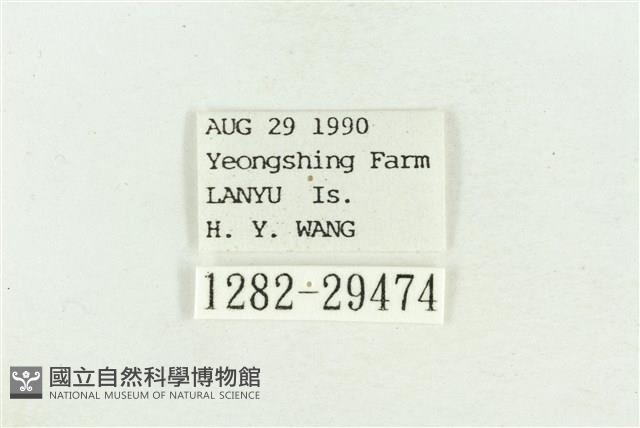 弧角散紋夜蛾藏品圖，第3張