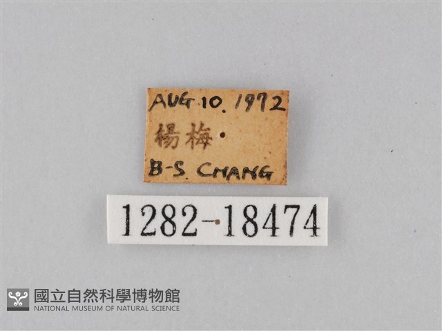 豆環蛺蝶藏品圖，第3張