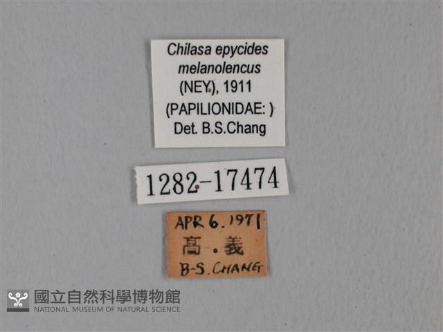 黃星斑鳳蝶藏品圖，第3張
