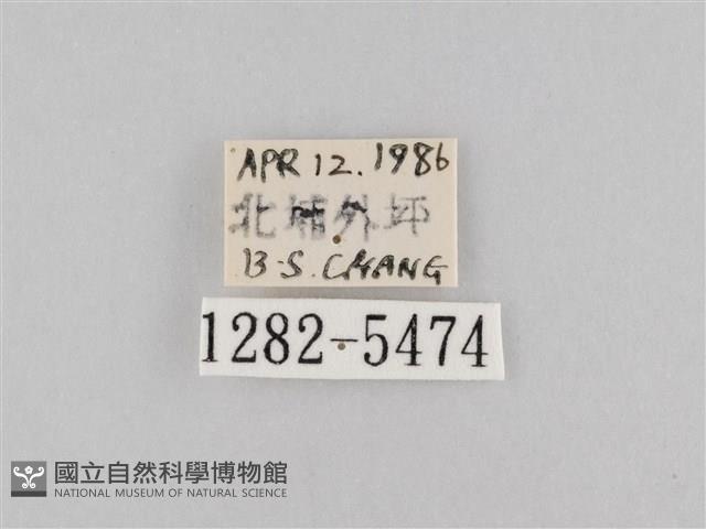 斜紋夜盜蛾藏品圖，第3張