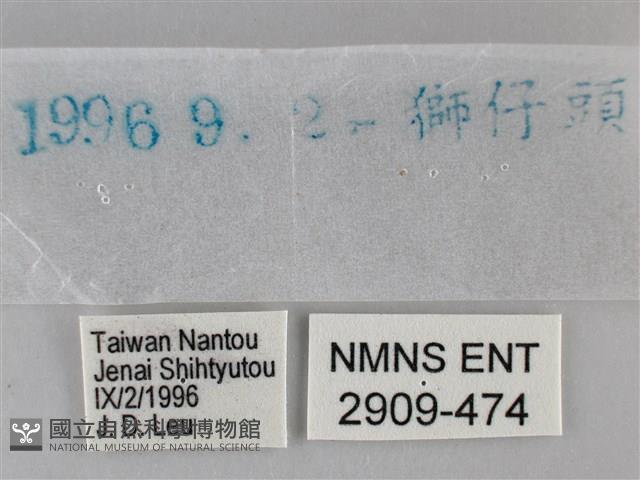 黃紋孔弄蝶藏品圖，第3張