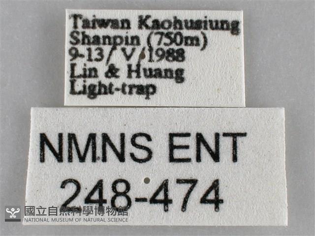 扁刺蛾藏品圖，第3張