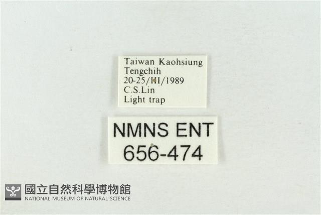 連珠波紋蛾藏品圖，第3張