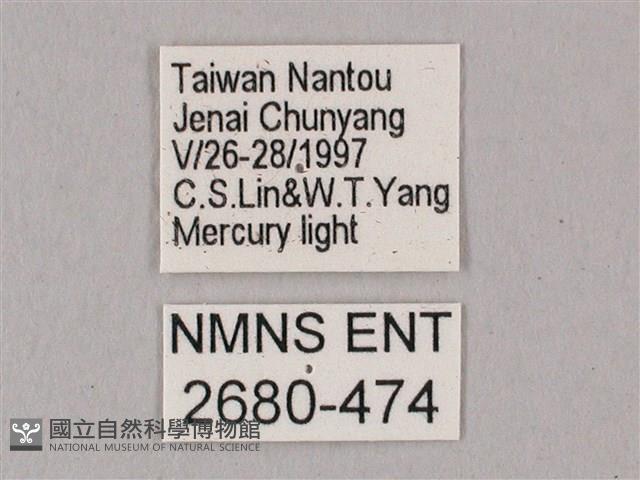 粗斜紋天蛾藏品圖，第3張