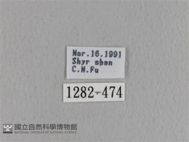 青枯葉蛾藏品圖，第3張