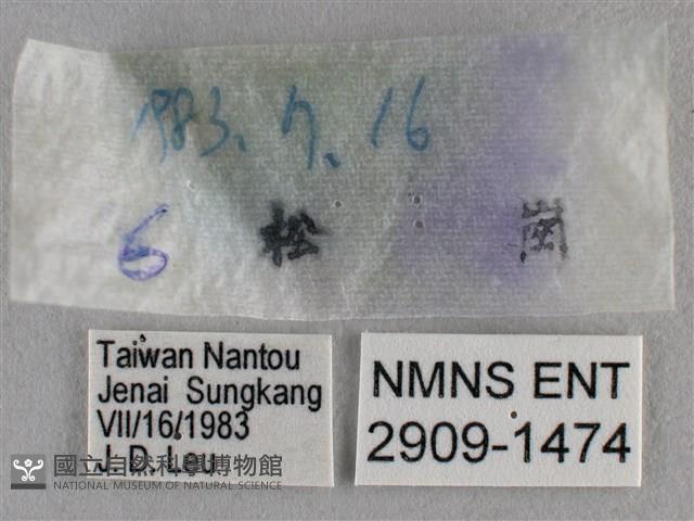 紫日灰蝶藏品圖，第3張