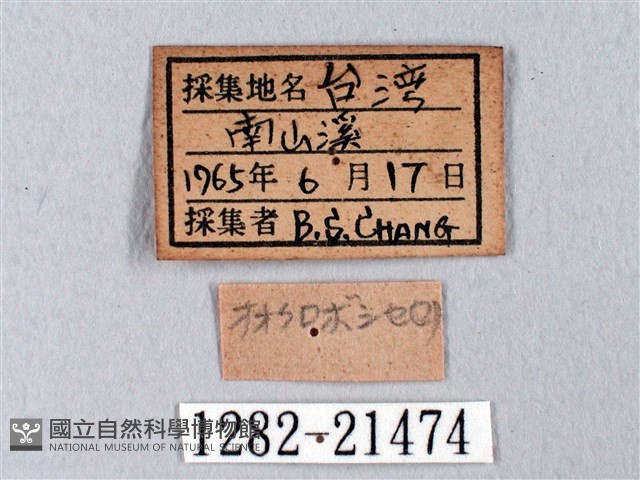 臺灣瑟弄蝶藏品圖，第3張
