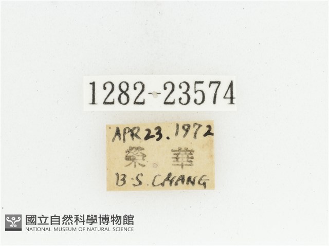 黃腹黑金龜藏品圖，第2張