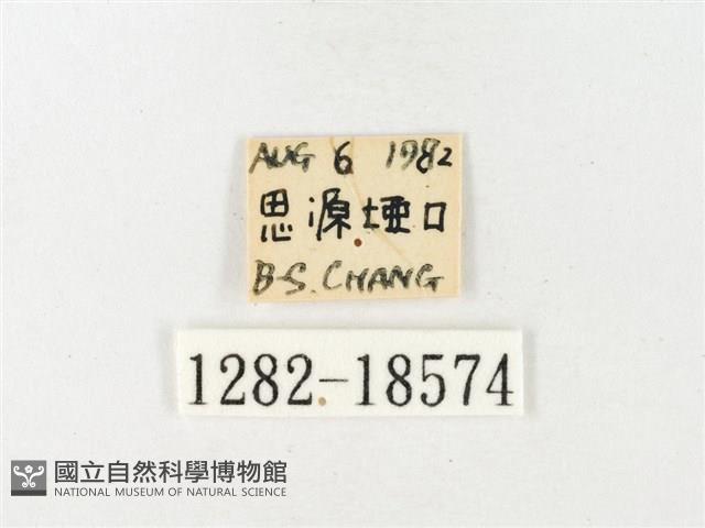 紋黃粉蝶藏品圖，第3張