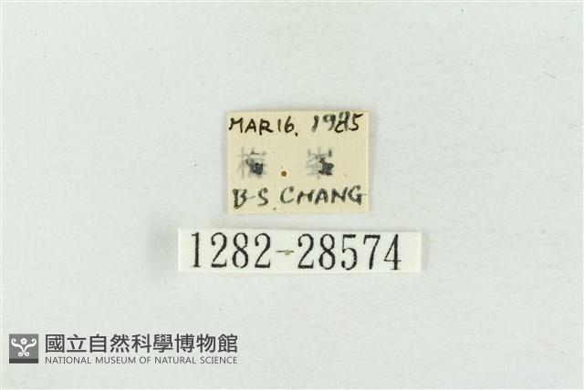 印華波紋蛾藏品圖，第3張