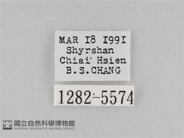 斜紋夜盜蛾藏品圖，第3張