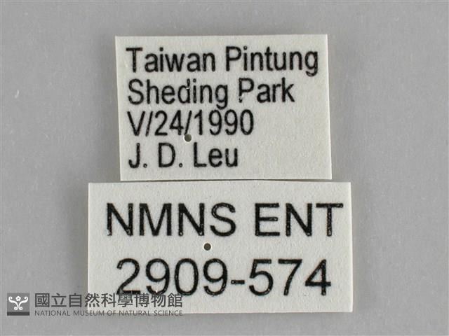 遷粉蝶、淡黃蝶藏品圖，第3張