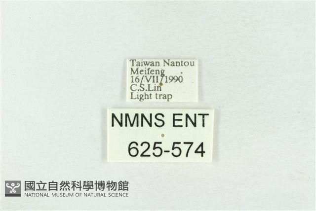 臺灣銀斑異波紋蛾藏品圖，第3張