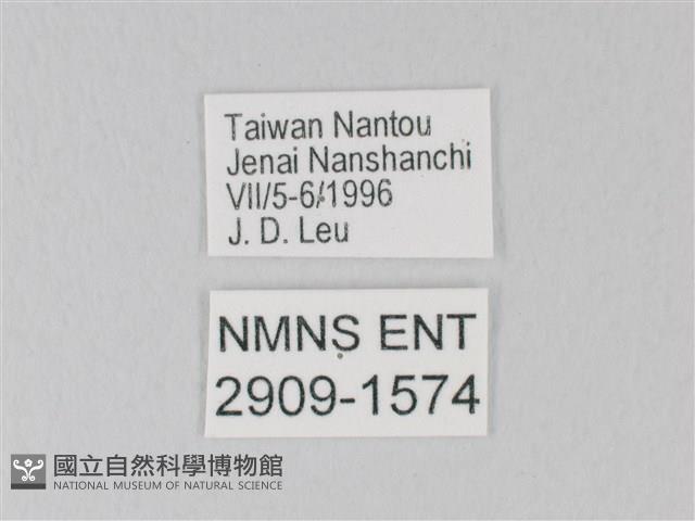 靛色琉灰蝶藏品圖，第3張