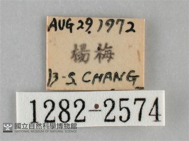 扁刺蛾藏品圖，第3張