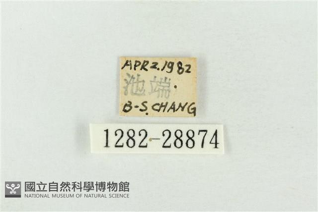 連珠波紋蛾藏品圖，第3張