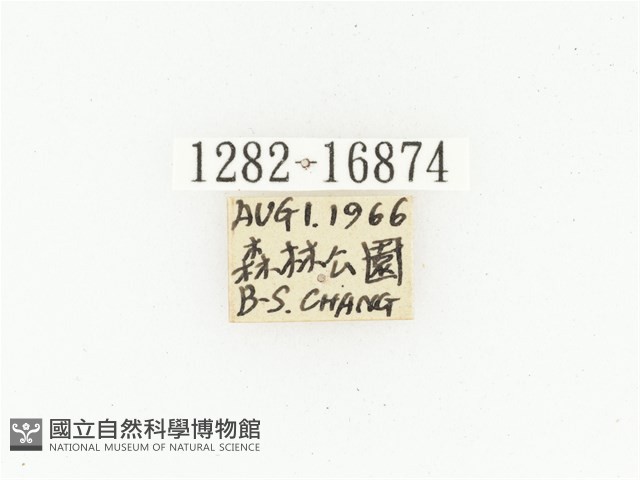 橫斑黑花金龜藏品圖，第2張