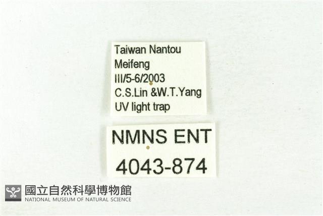 樹形尺蛾藏品圖，第3張