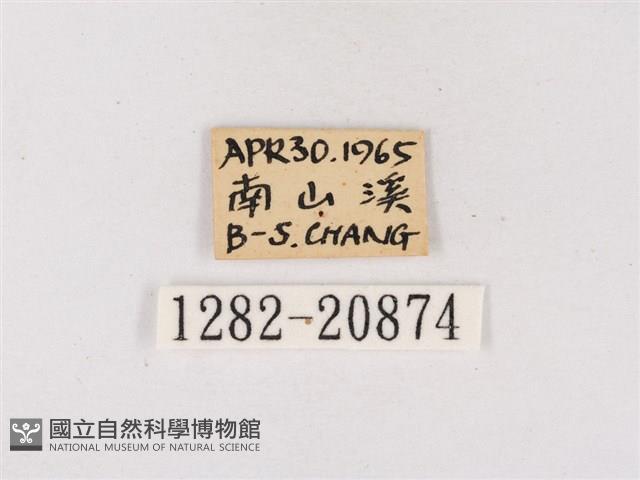 嫵琉灰蝶藏品圖，第3張