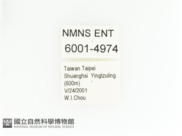 綠艷金龜藏品圖，第2張