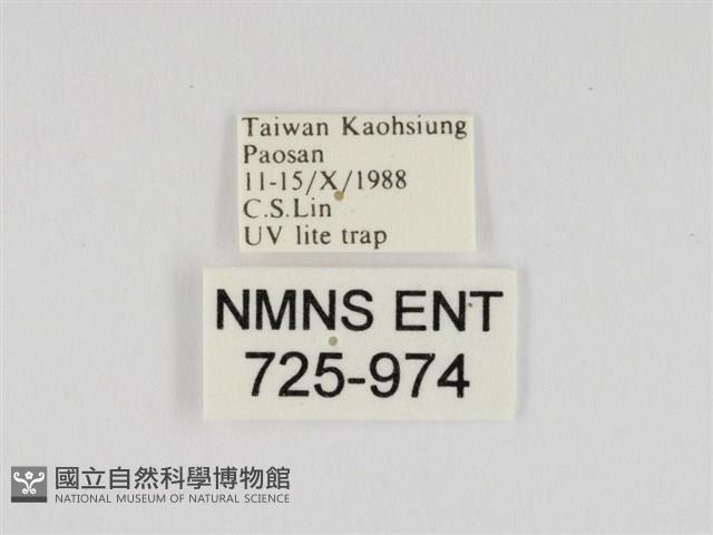 線紋篩蛾藏品圖，第3張