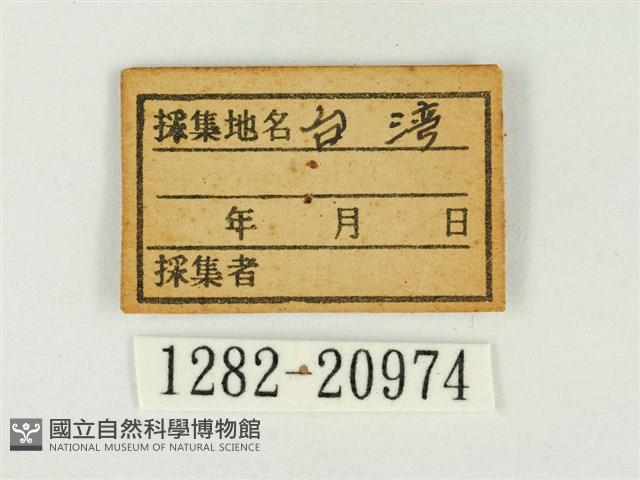 大紫琉灰蝶藏品圖，第3張