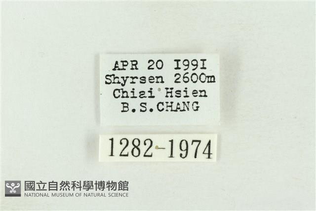 棍棒污燈蛾藏品圖，第3張