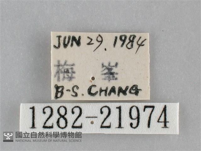 眉原褐刺蛾藏品圖，第3張