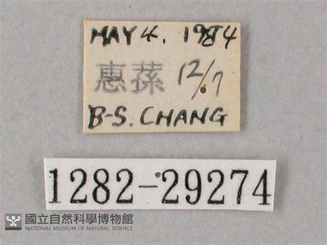 蒙古白肩天蛾藏品圖，第3張