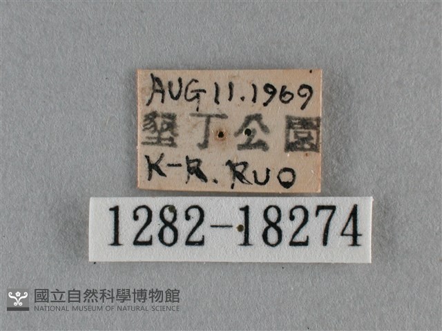 黑脈粉蝶藏品圖，第3張