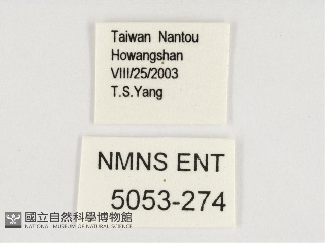 孿斑黛眼蝶藏品圖，第3張