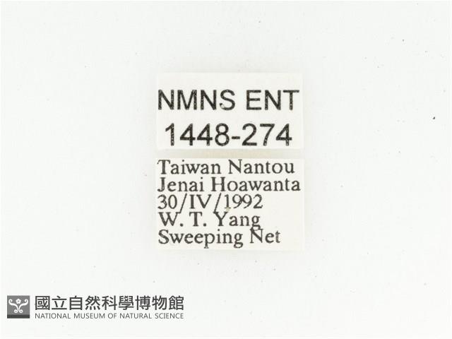 巴蘭陷紋金龜藏品圖，第2張