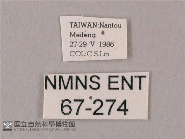 粗斜紋天蛾藏品圖，第3張