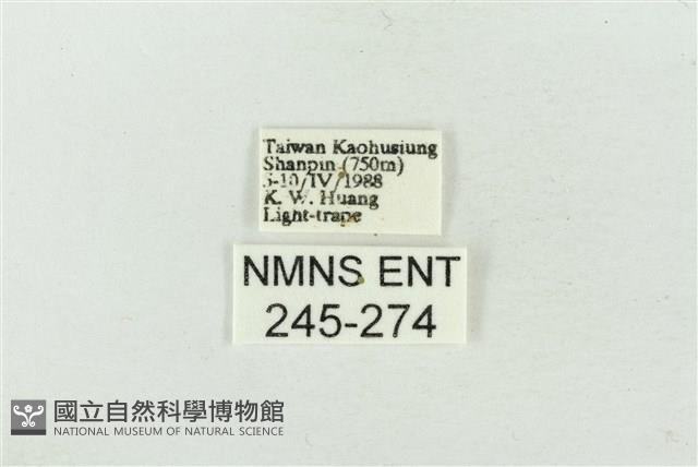 連珠波紋蛾藏品圖，第3張