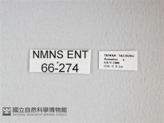 姬長尾水青蛾藏品圖，第3張