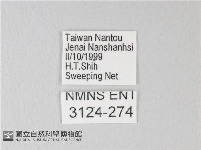 淡青雅波灰蝶藏品圖，第3張