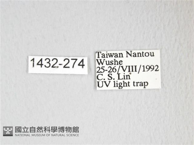 圓翅大鉤蛾藏品圖，第3張