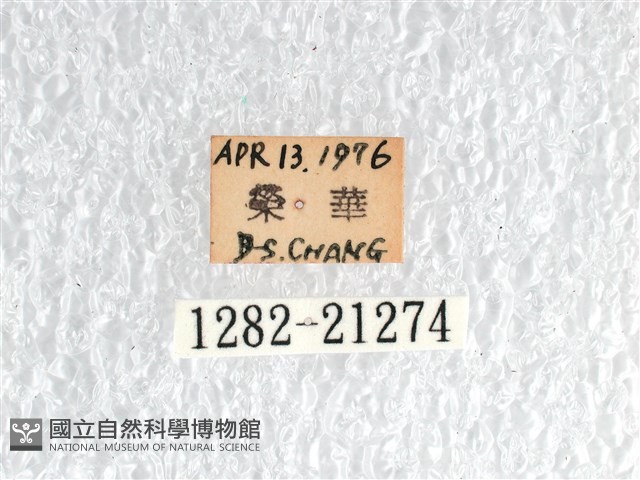 長翅弄蝶藏品圖，第3張