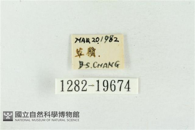 素木氏美波紋蛾藏品圖，第3張